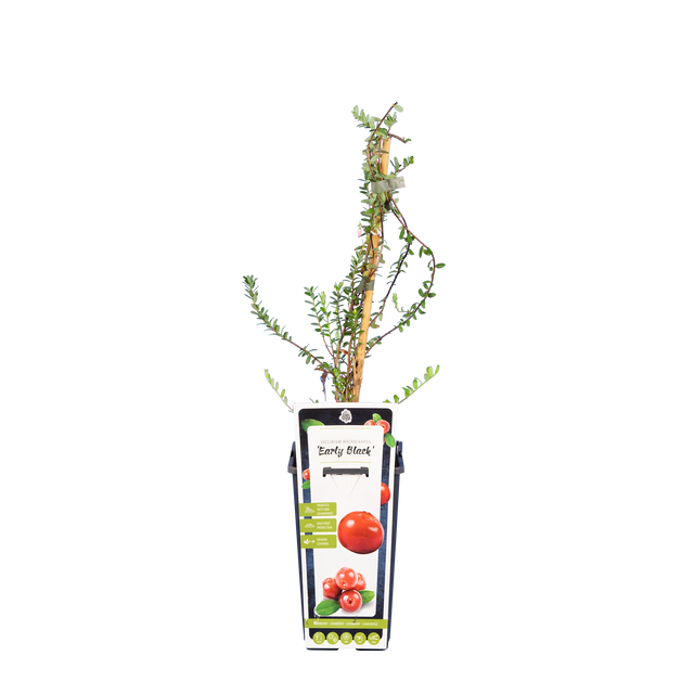 Cranberry 'Early Black'
