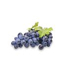 Blauwe druif 'Boskoop Glory'