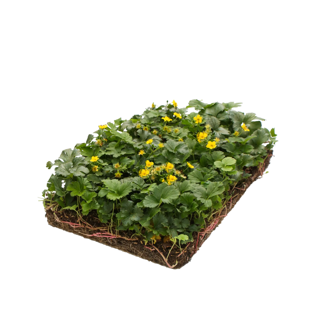 Wilgenmat 60 x 300 cm | A-kwaliteit | Gratis verzending Wilgenmat 60 x 300 cm | A-kwaliteit | Gratis verzending