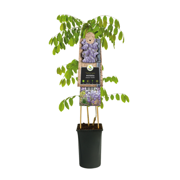 Blauwe regen (Wisteria sinensis 'Prolific') klimplanten kopen