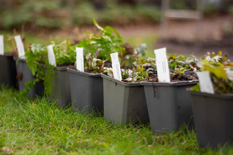 Borderpakket paars en roze
