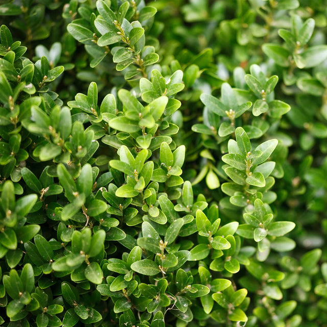 Buxus