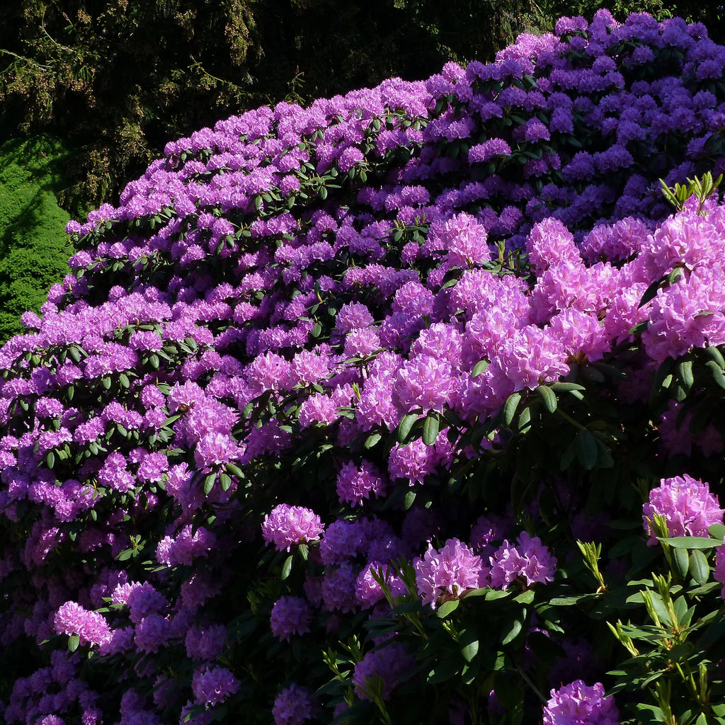 Rhododendron 'Catawbiense Grandiflorum' | 80-100 cm In pot