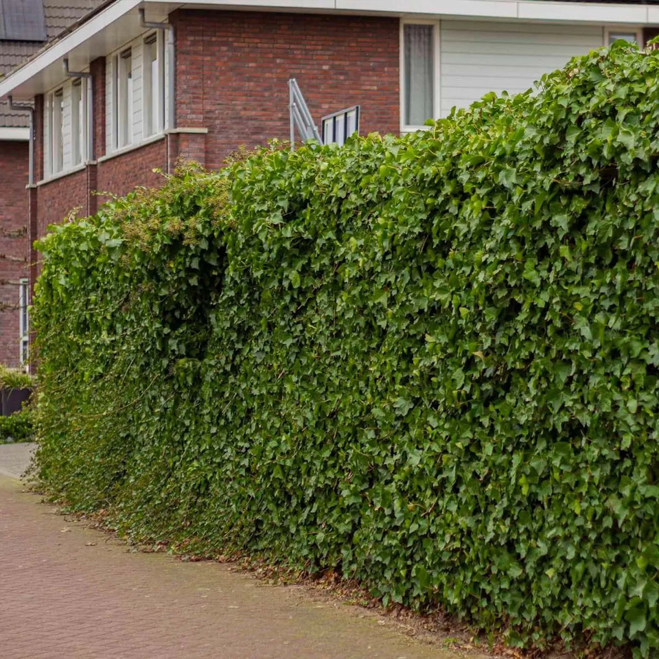 Grootbladige klimop