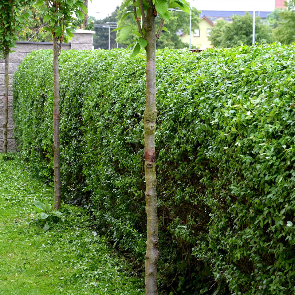Haagliguster