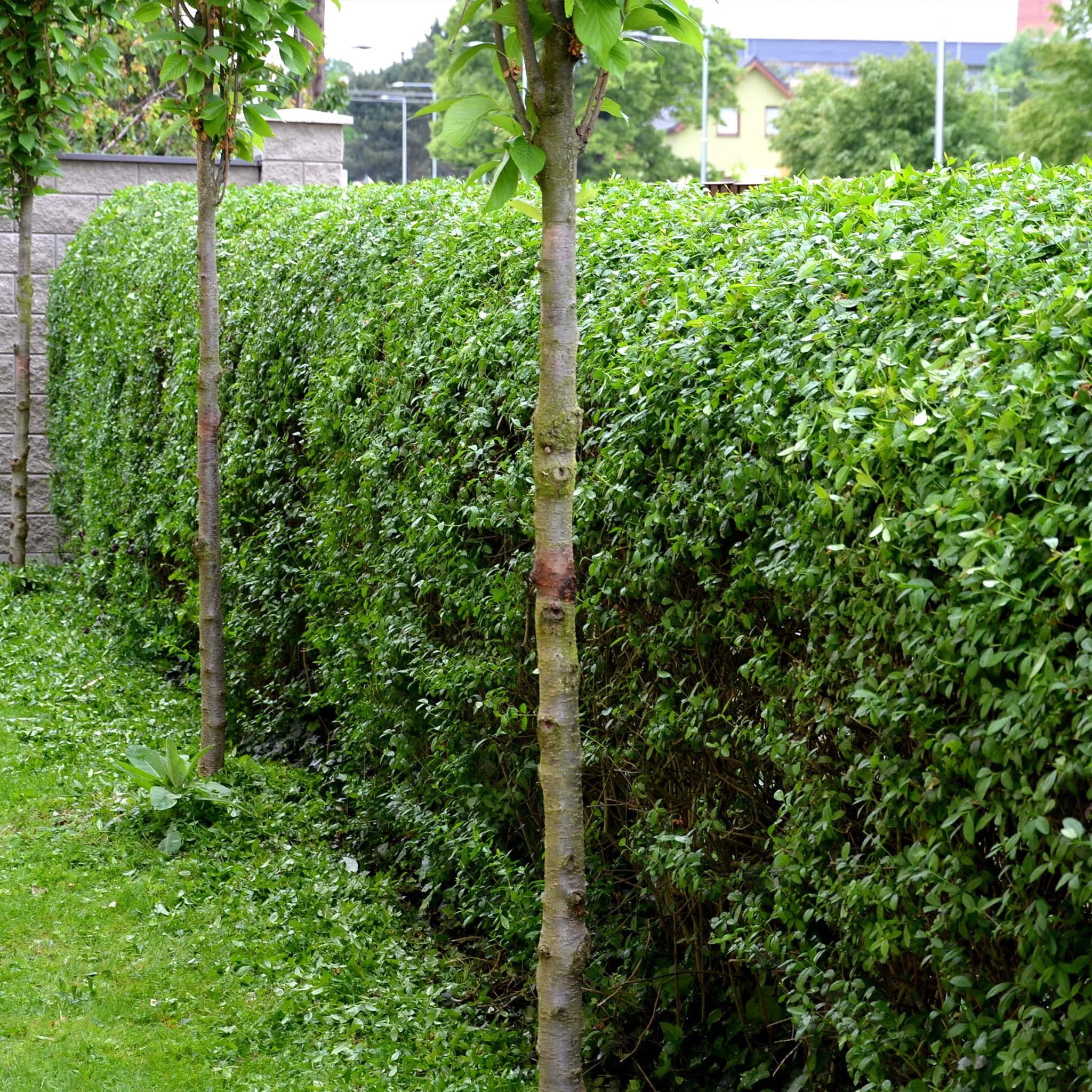 Haagliguster Haagliguster (Ligustrum ovalifolium) | Garmundo.nl