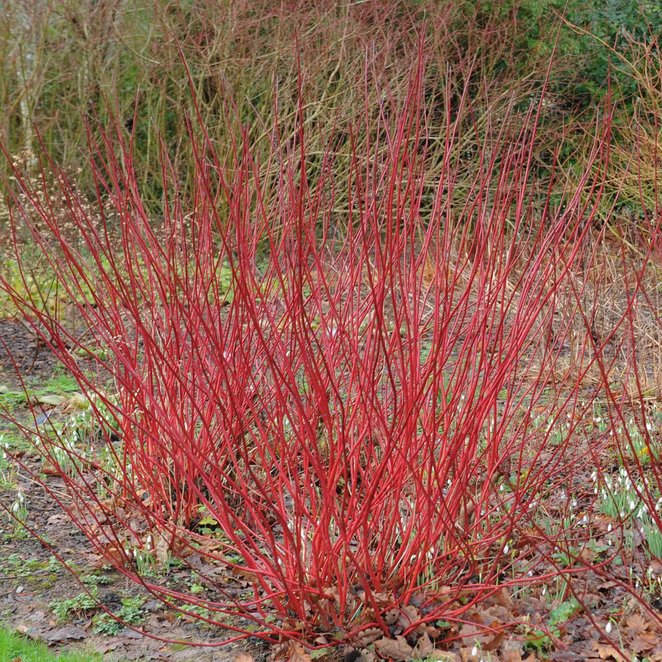 Witte kornoelje Sibirica