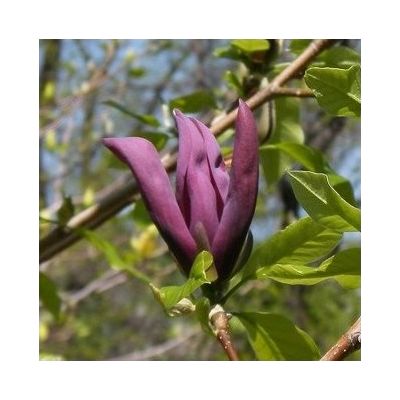 Beverboom, valse tulpenboom 'Black Beauty' ®
