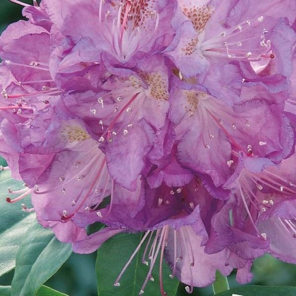 Er is behoefte aan Calligrapher Kwalificatie Rhododendron hybride 'Catawbiense Grandiflorum' | Garmundo