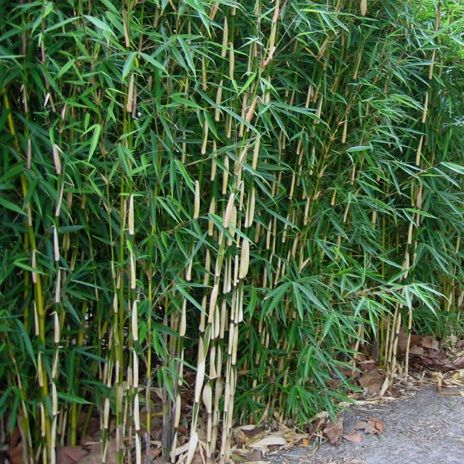Alice Chinese kool land Fargesia robusta 'Campbell' | Niet-woekerende bamboe kopen bij Garmundo.nl